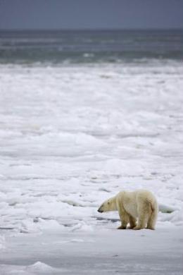 A&nbsp;male&nbsp;polar&nbsp;bear&nbsp;waits&nbsp;for&nbsp;an&nbsp;ice&nbsp;sheet&nbsp;to&nbsp;form&nbsp;to&nbsp;allow&nbsp;migration&nbsp;in&nbsp;an&nbsp;area&nbsp;about&nbsp;300km&nbsp;(186&nbsp;miles)&nbsp;north&nbsp;of&nbsp;the&nbsp;Canadian&nbsp;town&nbsp;of&nbsp;Churchill&nbsp;in&nbsp;this&nbsp;picture&nbsp;taken&nbsp;November&nbsp;17,&nbsp;2009.&nbsp;Climate&nbsp;change&nbsp;has&nbsp;turned&nbsp;some&nbsp;polar&nbsp;bears&nbsp;into&nbsp;cannibals&nbsp;as&nbsp;global&nbsp;warming&nbsp;melts&nbsp;their&nbsp;Arctic&nbsp;ice&nbsp;hunting&nbsp;grounds,&nbsp;reducing&nbsp;the&nbsp;polar&nbsp;bear&nbsp;population,&nbsp;according&nbsp;to&nbsp;a&nbsp;U.S.-led&nbsp;global&nbsp;scientific&nbsp;study&nbsp;on&nbsp;the&nbsp;impacts&nbsp;of&nbsp;climate&nbsp;change.&nbsp;Picture&nbsp;taken&nbsp;November&nbsp;17,&nbsp;2009.&nbsp;(Xinhua/Reuters&nbsp;Photo)