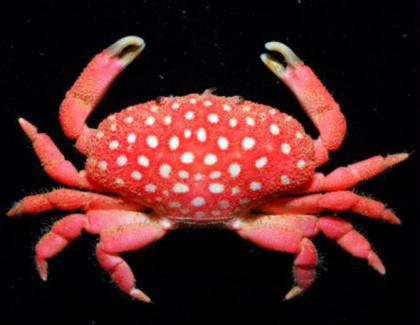 A&nbsp;marine&nbsp;biologist&nbsp;has&nbsp;discovered&nbsp;a&nbsp;startling&nbsp;new&nbsp;crab&nbsp;species&nbsp;that&nbsp;resembles&nbsp;a&nbsp;large&nbsp;strawberry.