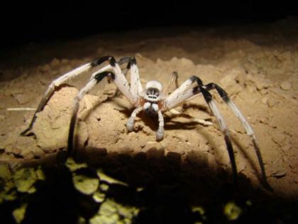 A&nbsp;new&nbsp;spider&nbsp;species&nbsp;named&nbsp;Cerbalus&nbsp;aravensis&nbsp;has&nbsp;been&nbsp;discovered&nbsp;in&nbsp;the&nbsp;Middle&nbsp;East&nbsp;is&nbsp;the&nbsp;largest&nbsp;of&nbsp;its&nbsp;type,&nbsp;but&nbsp;its&nbsp;habitat&nbsp;is&nbsp;endangered.&nbsp;