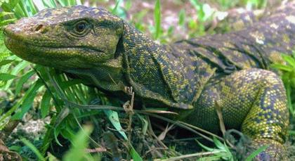 Dubbed&nbsp;Varanus&nbsp;bitatawa,&nbsp;the&nbsp;dragon-sized,&nbsp;fruit-eating&nbsp;lizard&nbsp;measures&nbsp;6&nbsp;feet&nbsp;6&nbsp;inches&nbsp;(about&nbsp;2&nbsp;meters)&nbsp;in&nbsp;length,&nbsp;but&nbsp;only&nbsp;about&nbsp;22&nbsp;pounds&nbsp;(about&nbsp;10&nbsp;kg)&nbsp;in&nbsp;weight,&nbsp;and&nbsp;the&nbsp;creature&nbsp;is&nbsp;endowed&nbsp;with&nbsp;a&nbsp;double&nbsp;penis,&nbsp;according&nbsp;to&nbsp;the&nbsp;study&nbsp;published&nbsp;in&nbsp;the&nbsp;British&nbsp;Royal&nbsp;Society&nbsp;Journal&nbsp;Biology&nbsp;Letters.(Photo:&nbsp;huanqiu.com)