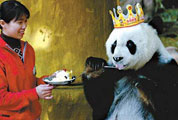 <a href=http://www.cctv.cn/program/natureandscience/20080125/102088.shtml>Giant Panda Basi</a>