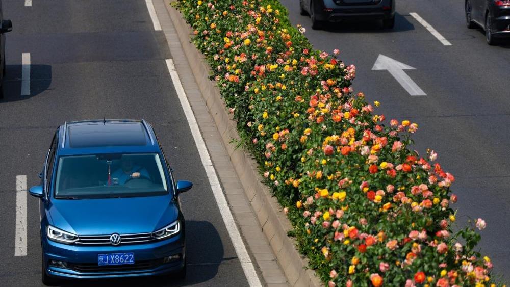 Chinese roses adorn Beijing streets