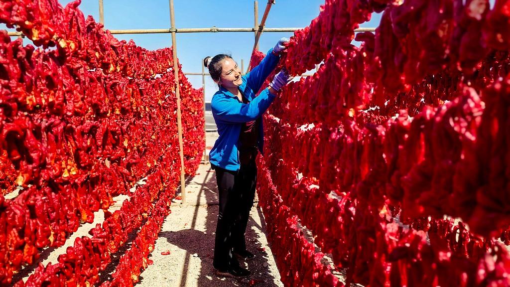 Chili harvest paints a 'red carpet' on Xinjiang's Gobi Desert