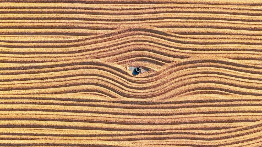 Golden waves of harvest