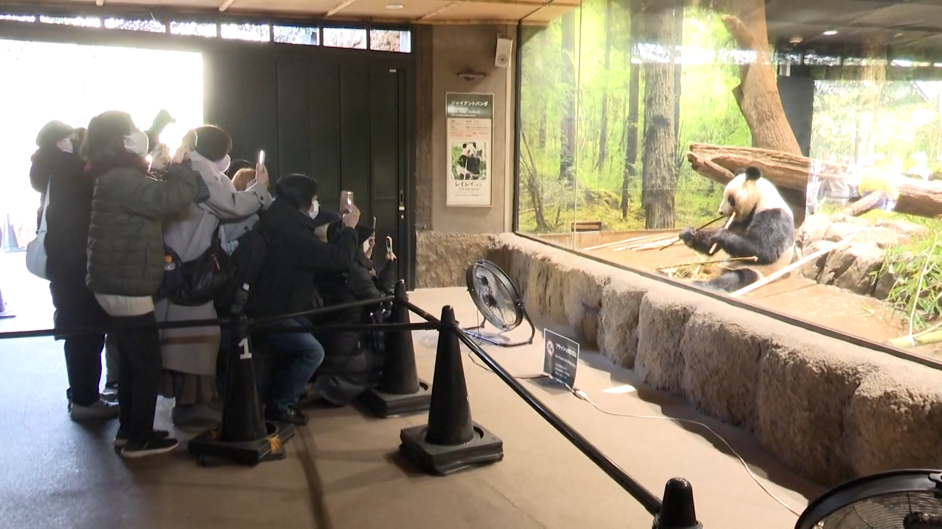 Japanese fans bid farewell to giant pandas at Ueno Zoo