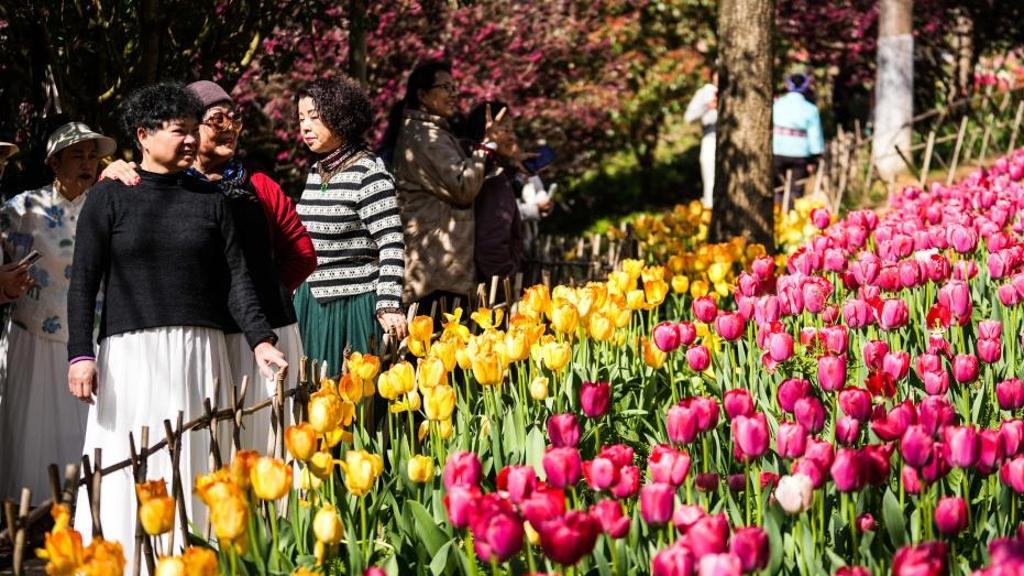 Tourists view tulips at park in Longli County, China's Guizhou