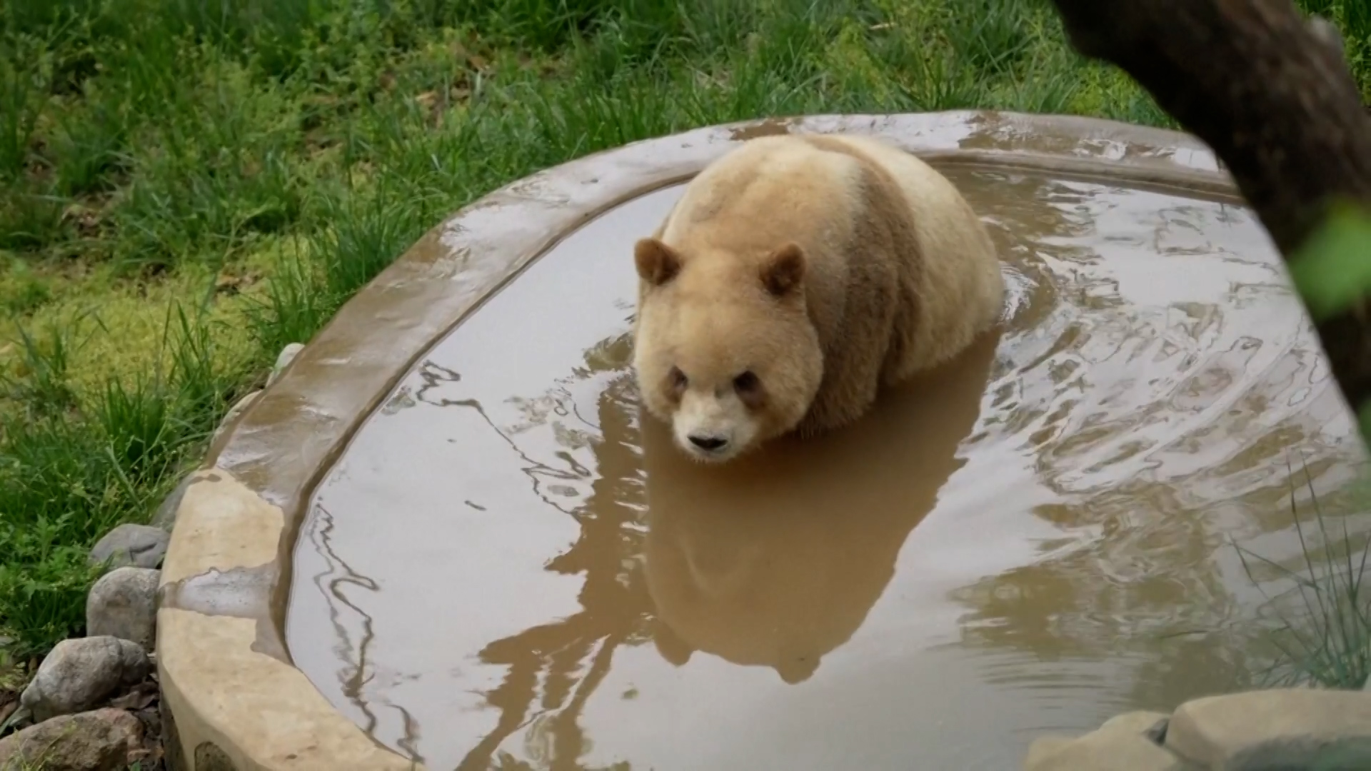 World's only captive brown giant panda enjoys outdoor time after rain