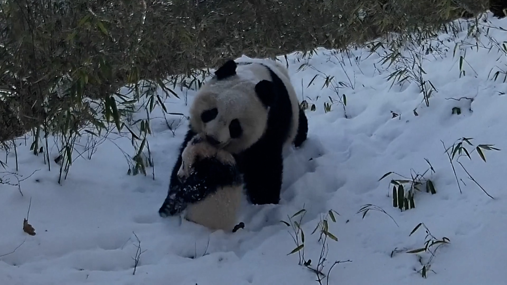 Rare footage: Wild panda mother carries cub through snowy forest