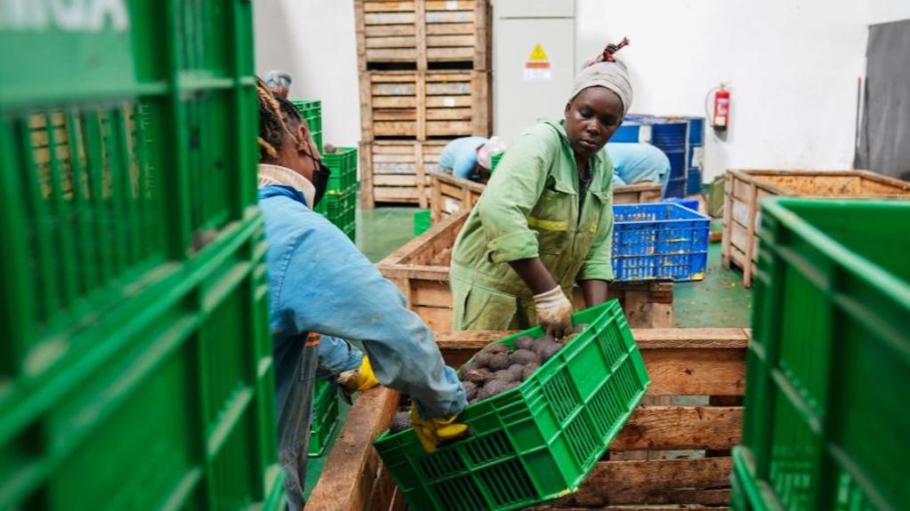 China's zero-tariff policy boosts Kenya's avocado industry
