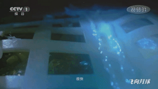 棉花种子发芽成功