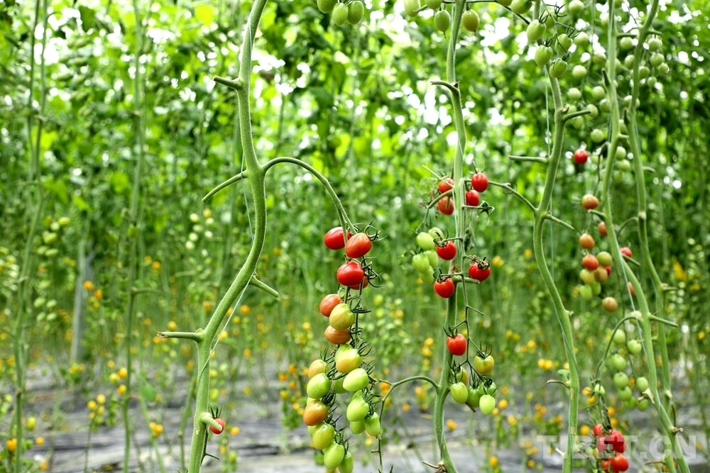 朗多银丰生态农场内种植的小番茄 摄影：贾华加