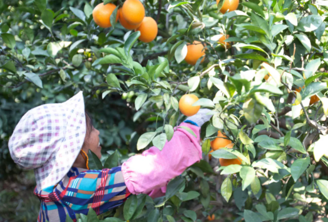 赣州市赣县区王母渡镇潭埠村的果农在采摘脐橙 张浩波 摄