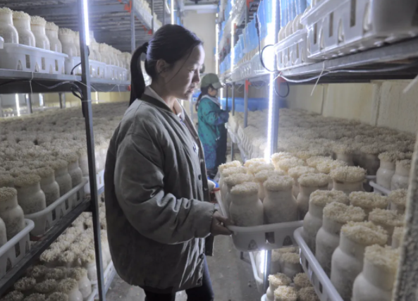 赣州市章贡区沙石镇火燃村的贫困户家庭成员，在扶贫车间低温环境下从事蘑菇生产，实现就业脱贫 李传材 摄