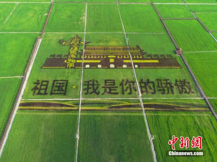图为产业园中的稻田画。 李硕行 摄