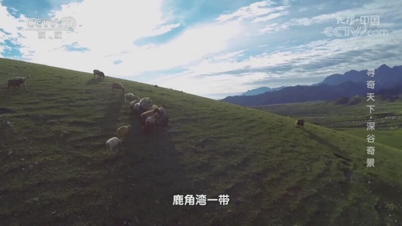 地理 中国 水草丰美的鹿角湾一带曾是天山马鹿繁衍生息之地