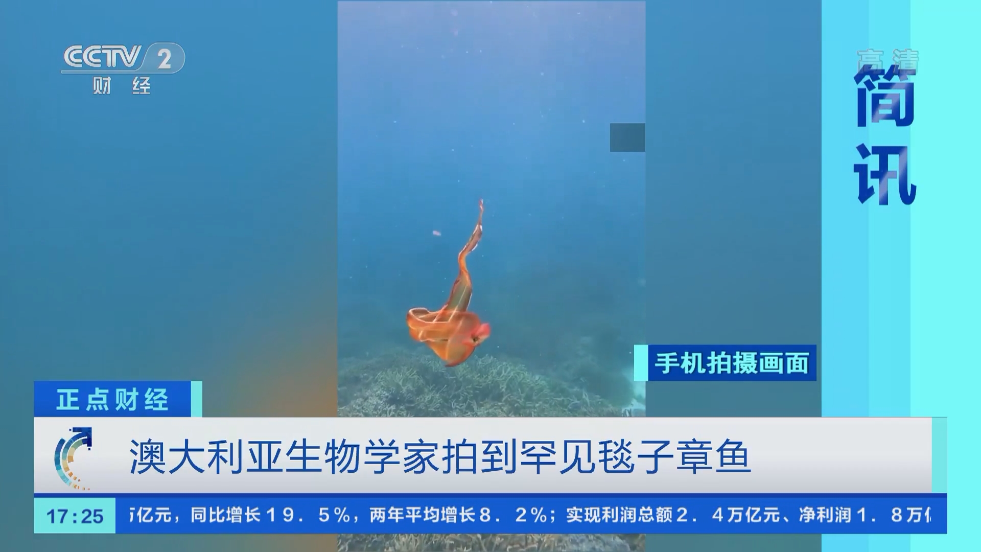 正点财经]澳大利亚生物学家拍到罕见毯子章鱼