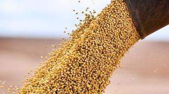 国家粮食和物资储备局：秋粮收购总量超2亿吨