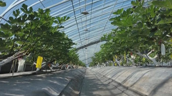 AI赋能反季节种植 智慧温室结出甜蜜硕果