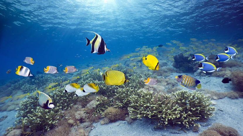 浮游生物释放气体可促进寒冷海洋上空形成云