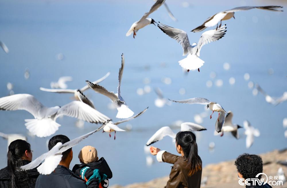 内蒙古乌海大批红嘴鸥翔集乌海湖觅食
