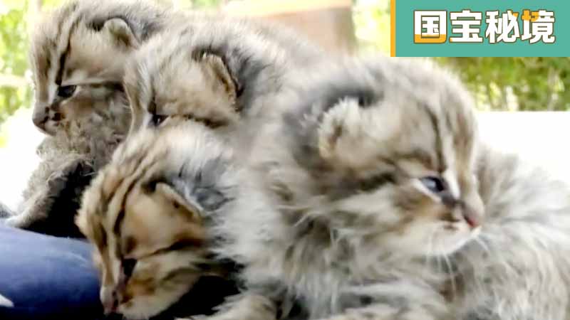 黑龙江鸡东六只野生豹猫幼仔安家动物园