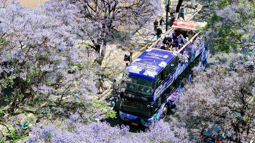 Jacaranda trees enter blooming season in Kunming