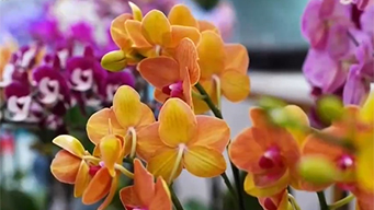 “出新”又“出彩” 全国年宵花市迎来销售旺季