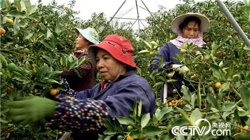 [致富经]海归姑娘进山盯上金蛋蛋 5个字换来2500万 20190225 