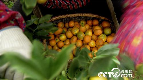 [致富经]海归姑娘进山盯上金蛋蛋 5个字换来2500万 20190225 