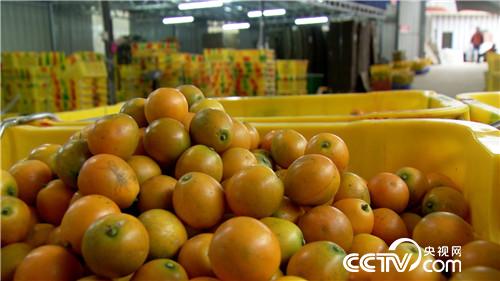 [致富经]海归姑娘进山盯上金蛋蛋 5个字换来2500万 20190225 