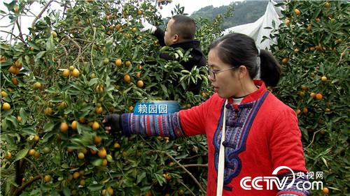 [致富经]海归姑娘进山盯上金蛋蛋 5个字换来2500万 20190225 