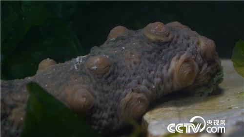 [致富经]美容院女老板改行下海 捞出千万财 20190228 