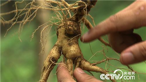 [致富经]30岁辞职创业 山里&ldquo;找&rdquo;出百万财富 20190321