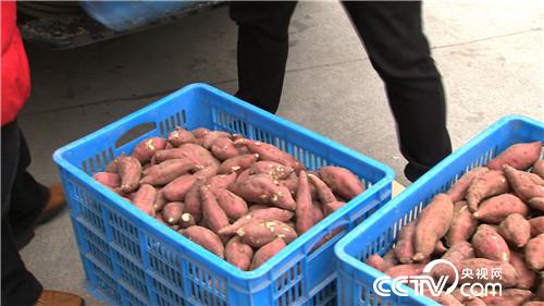 [致富经]赚钱赚到难为情 卖菜大姐意外赚来千万财 20190328 