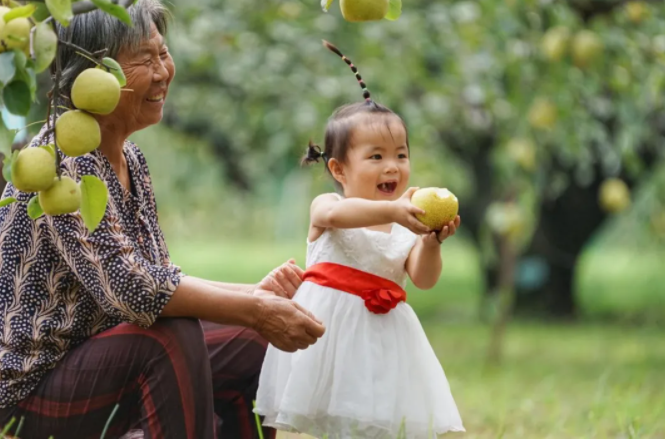 成片的梨园，如今成了砀山百姓的致富&ldquo;乐土&rdquo;。李希蒙摄