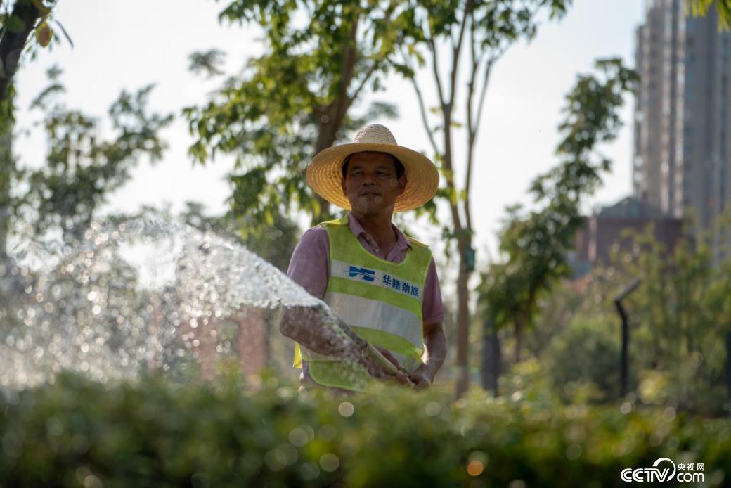 高温伏旱天气绿植喊“渴”，为确保苗木安全度夏，环卫工人对绿化灌木进行浇水