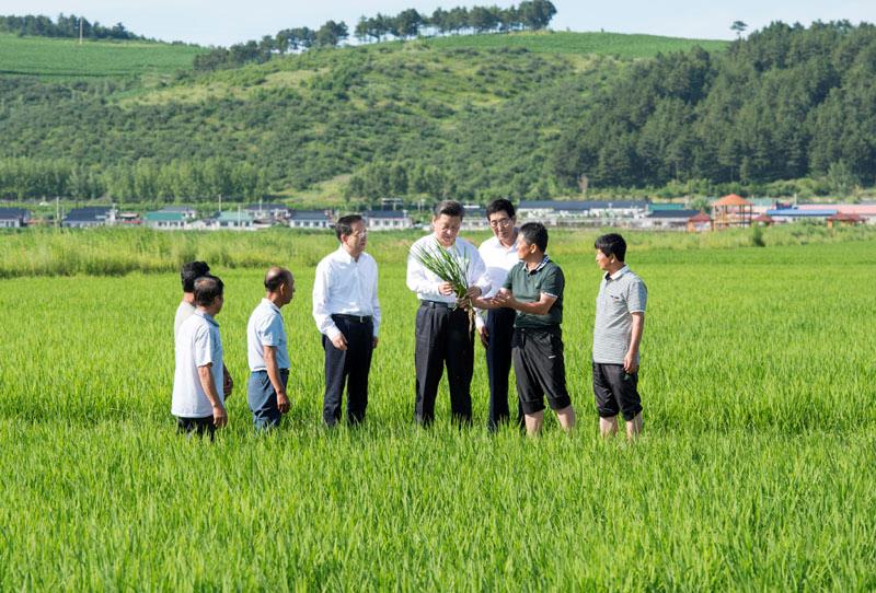 2015年7月16日，习近平总书记在吉林延边州光东村稻田同村民和农技人员交流。