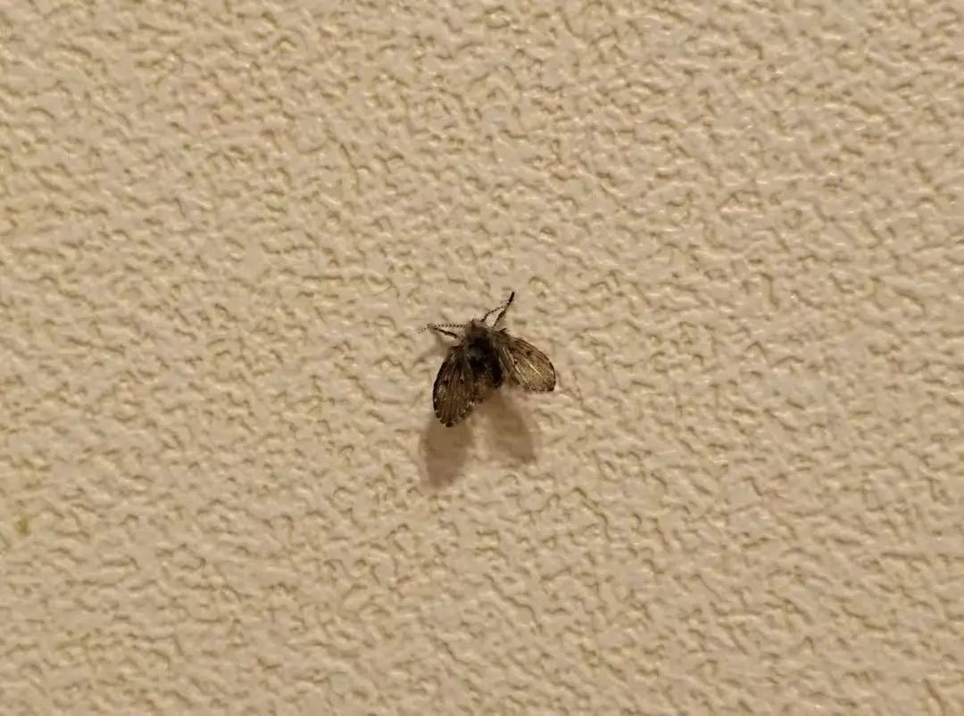 这种虫子（不是蟑螂）看到一只，说明你家里已有很多只了！_新闻频道_央视网(cctv.com)