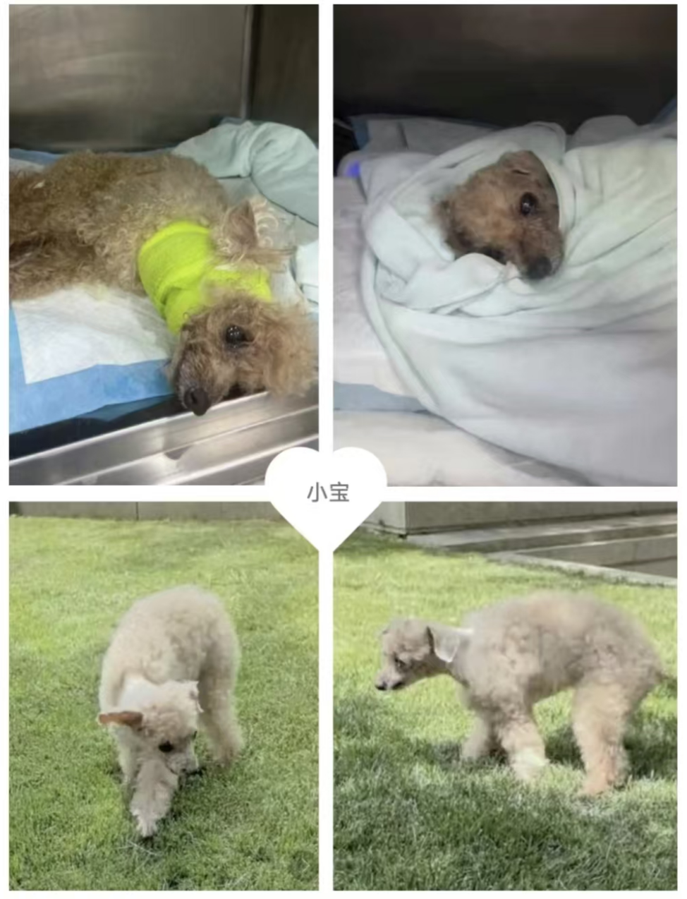 （小狗“小宝”）