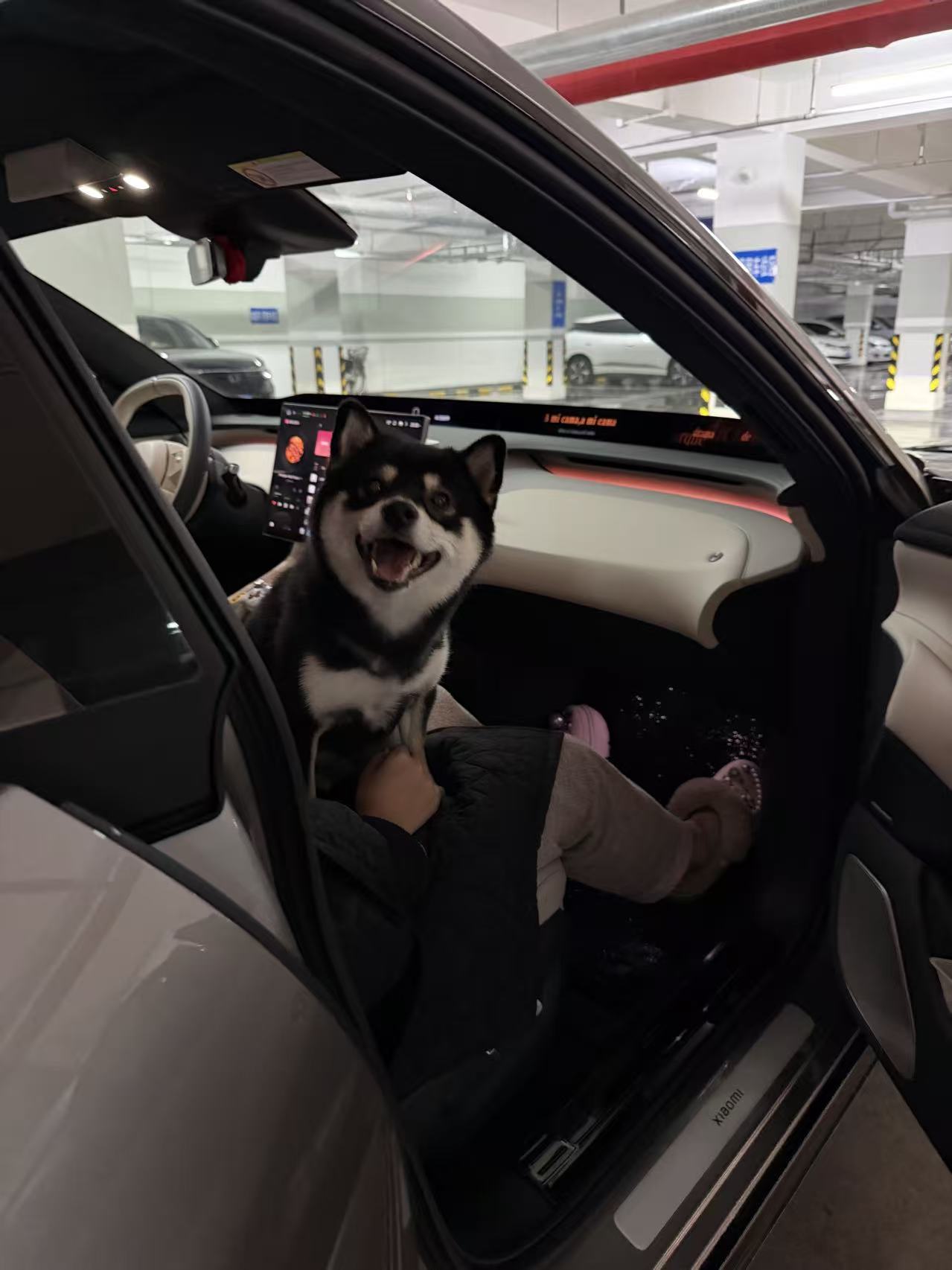 （杨卿经常自驾带狗狗&ldquo;沐沐&rdquo;外出游玩。）