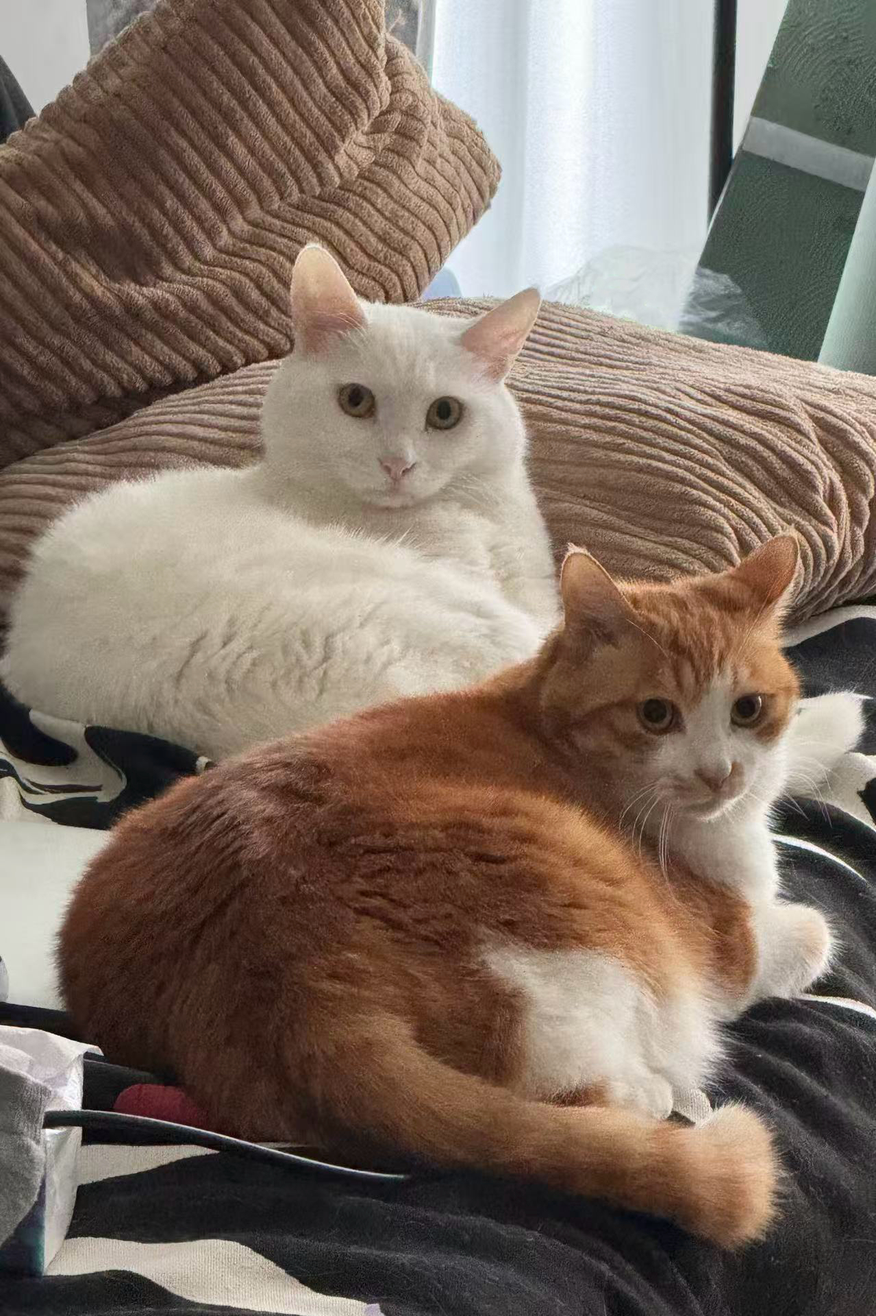 （董莹莹的两只猫咪）